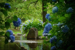 紫陽花
