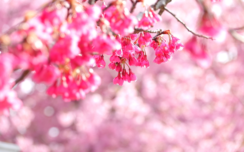 寒緋桜＆河津桜　協演