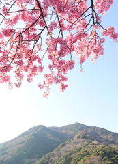 河津桜