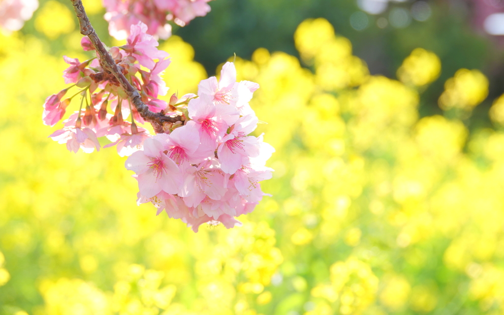 河津桜