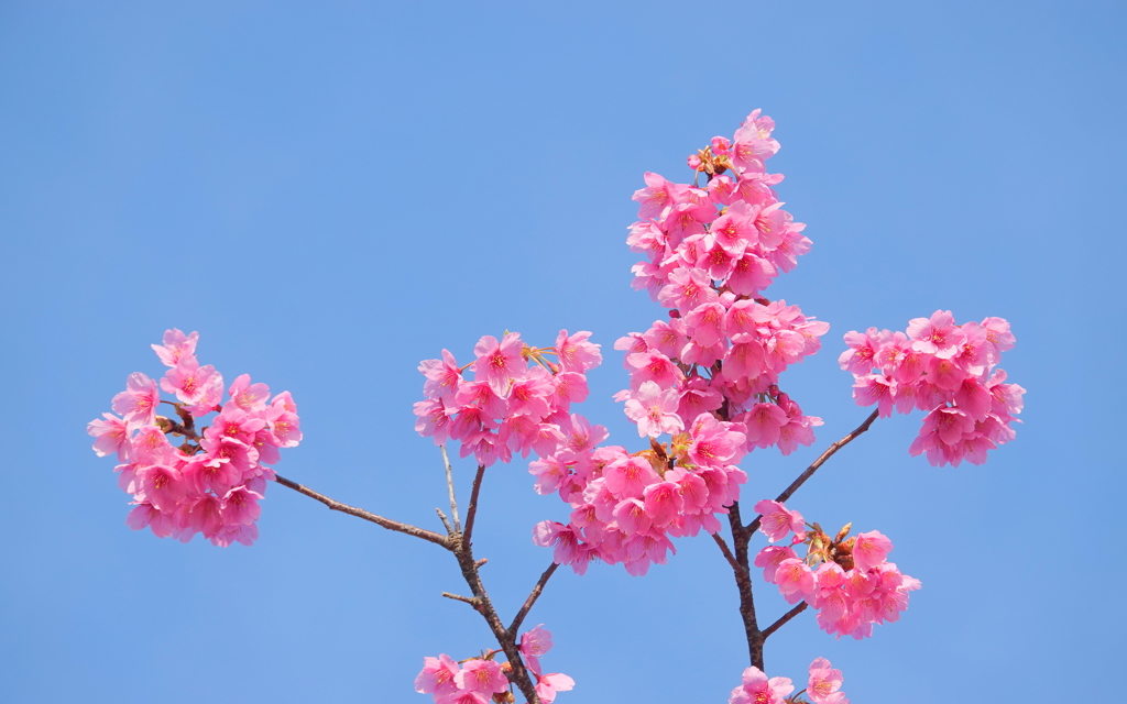 河津桜