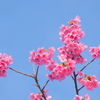 河津桜