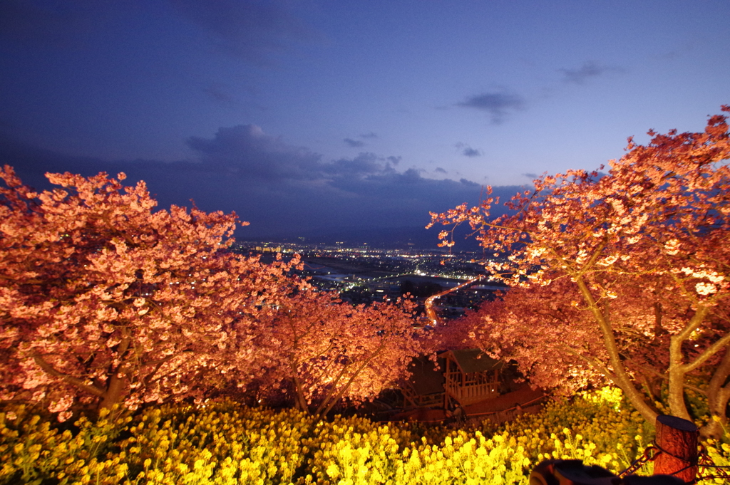 松田山ハーブガーデン_河津桜