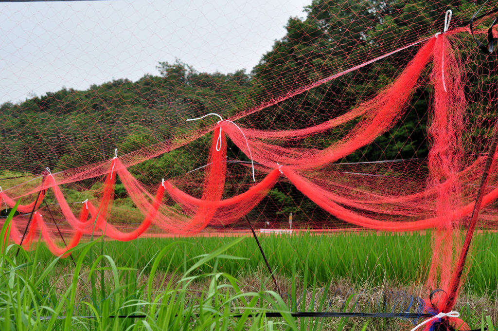 青田　　鳥獣除け万全なり