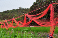 青田　　鳥獣除け万全なり