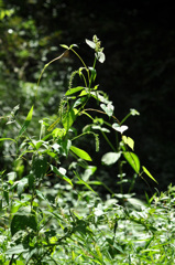 繁茂
