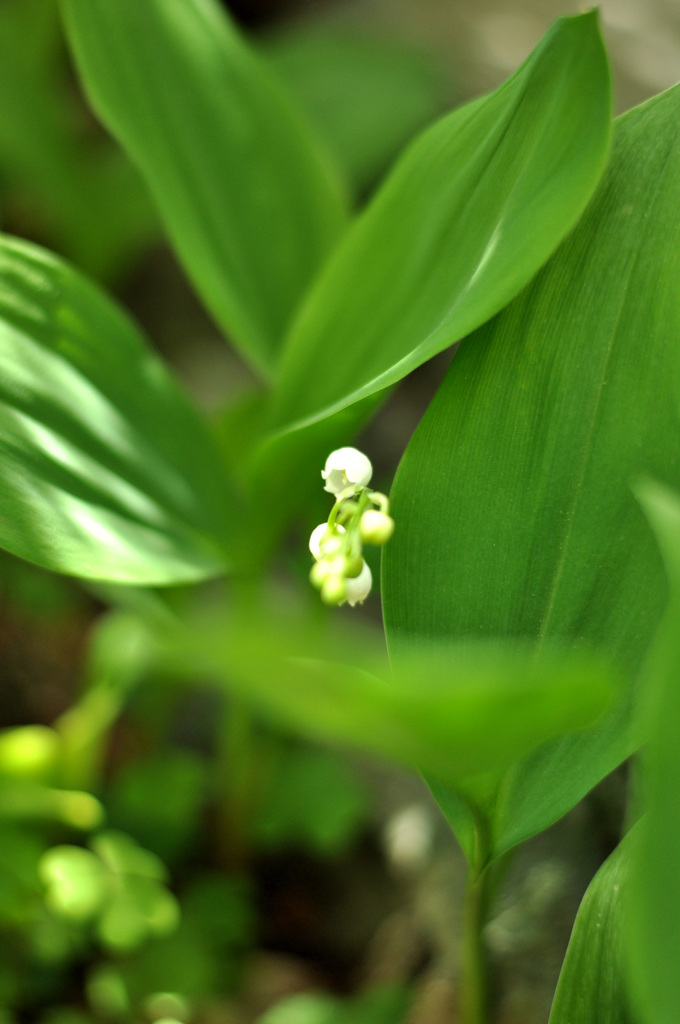 母が手植えの　スズランほころぶ