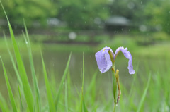 雨