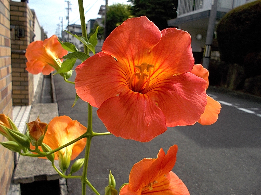 出会い頭に～！