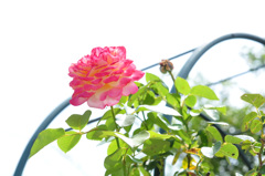 名残の薔薇一輪