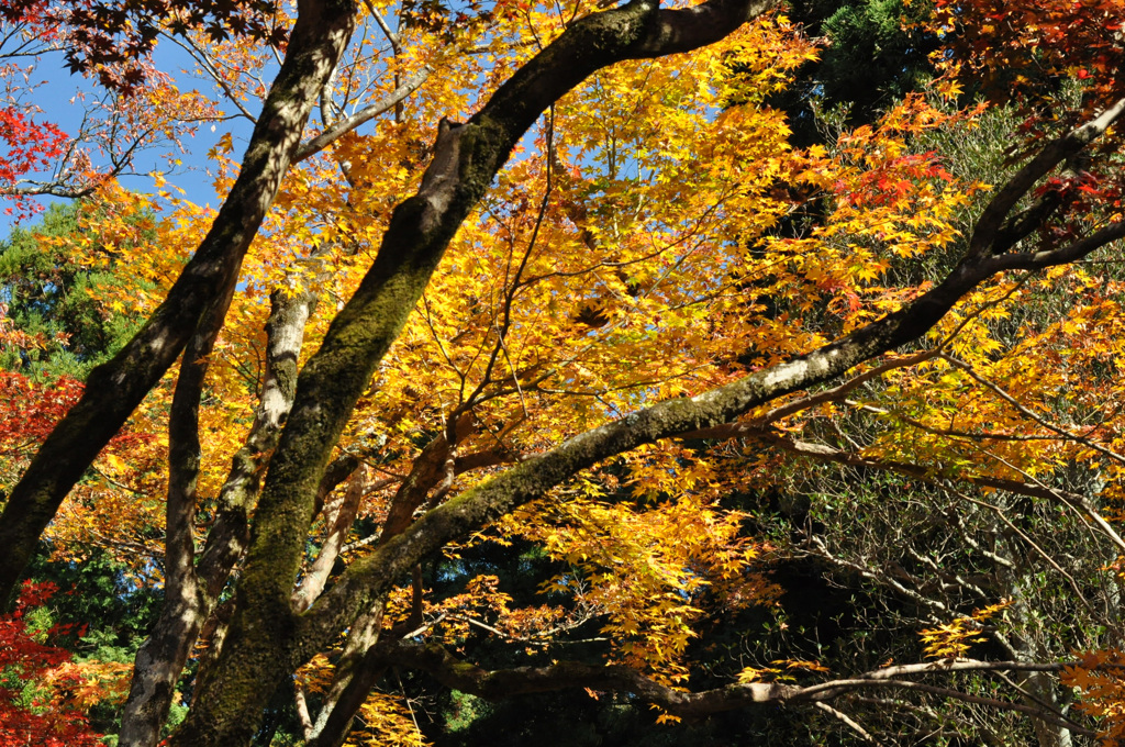 伽藍上部には枯れも・・ 