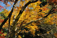 伽藍上部には枯れも・・ 