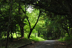 緑陰　２