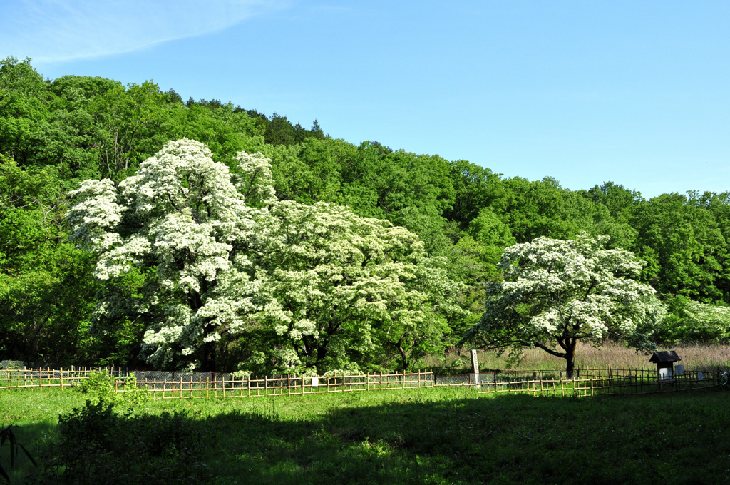 なんじゃもんじゃ～～で～～す！！！　