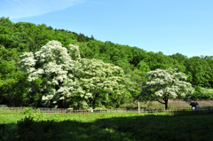 なんじゃもんじゃ～～で～～す！！！　