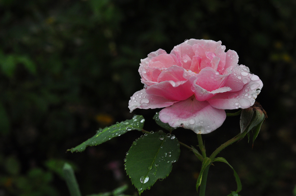 梅雨～長いなぁ～