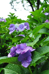 長梅雨　あじさい