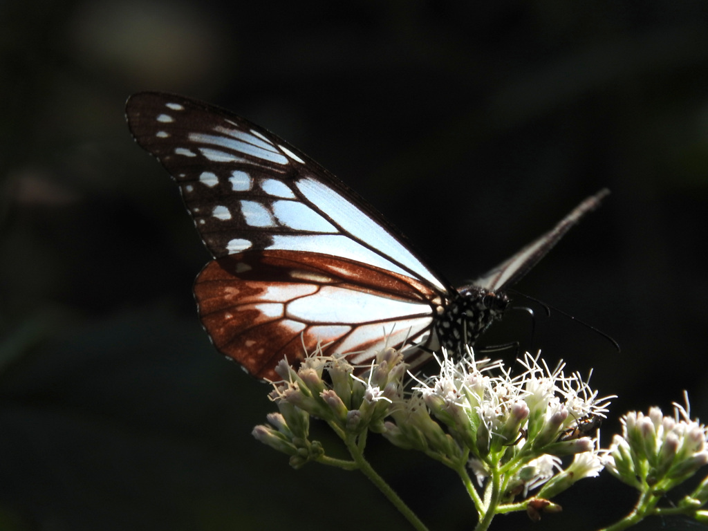 アサギマダラ 　吸蜜夢中