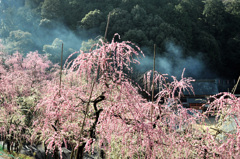 満開のしだれ梅と野火の煙