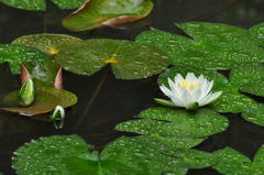 長梅雨の睡蓮
