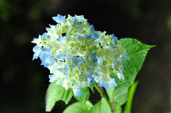 紫陽花さん～～