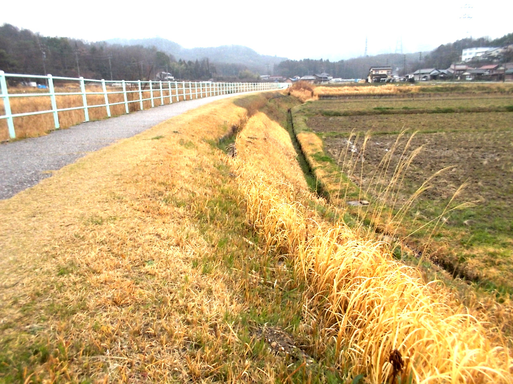 この雨のこの明るさが春を呼ぶ