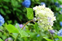 雨上がりの紫陽花