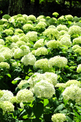 カシワバアジサイ（柏葉紫陽花）