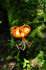 雨風去って・・　鬼百合
