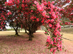 しだれ山茶花