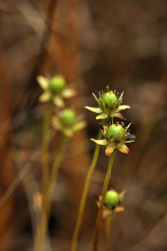 「種の保存中」　　ウメバチソウ