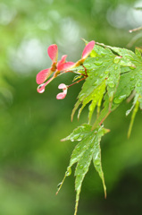 春雨じゃぁ～