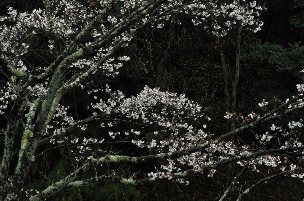 雨降る初桜
