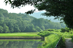 緑陰散歩