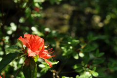 皐月は今日まで