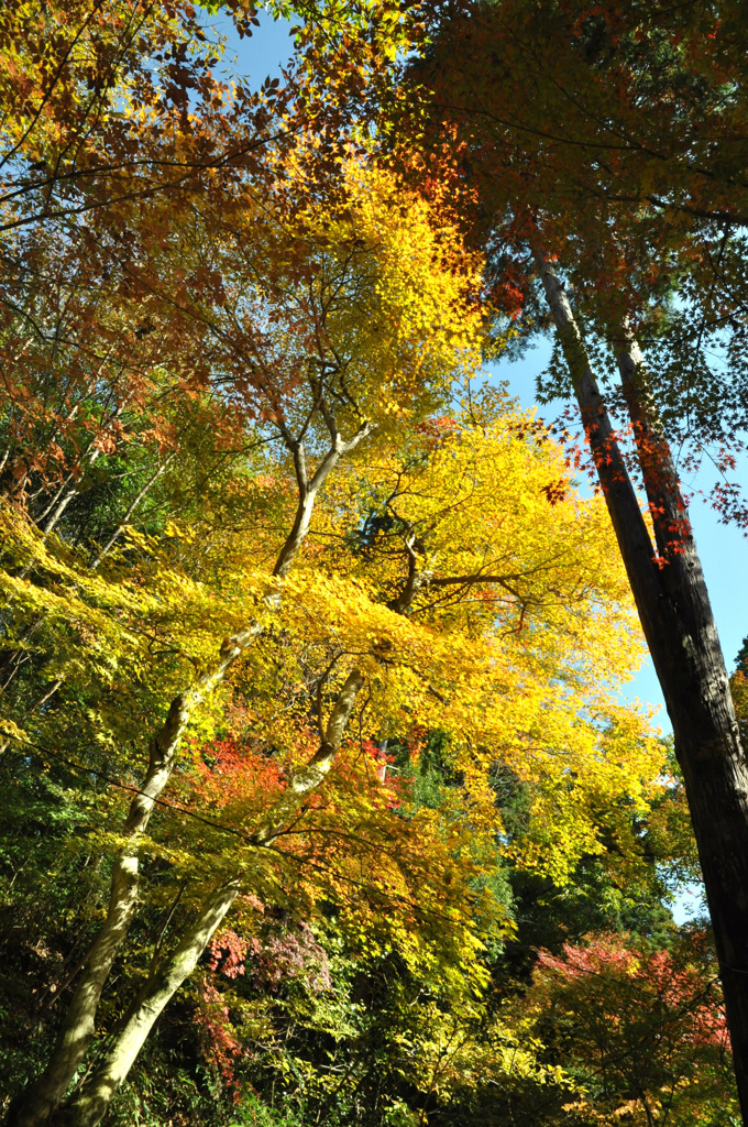 里山紅葉