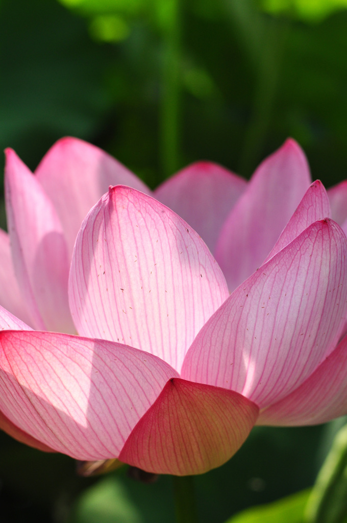 令和元年　大賀ハスの初開花　２