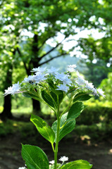 額アジサイ　　富士山のポーズ