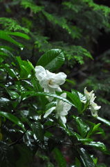 梔子の花　雨