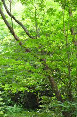 緑陰　１