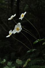 野に咲く　秋明菊