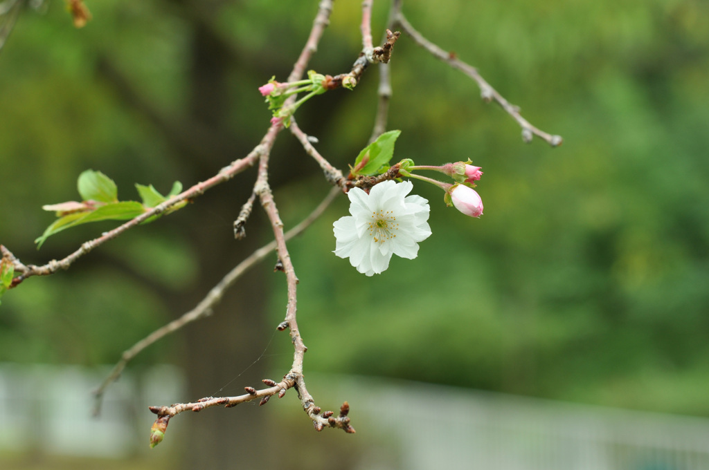 四季桜咲いたよ～～！