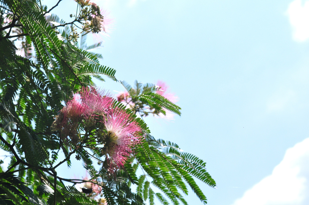 梅雨晴れ間の合歓の花