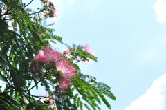 梅雨晴れ間の合歓の花