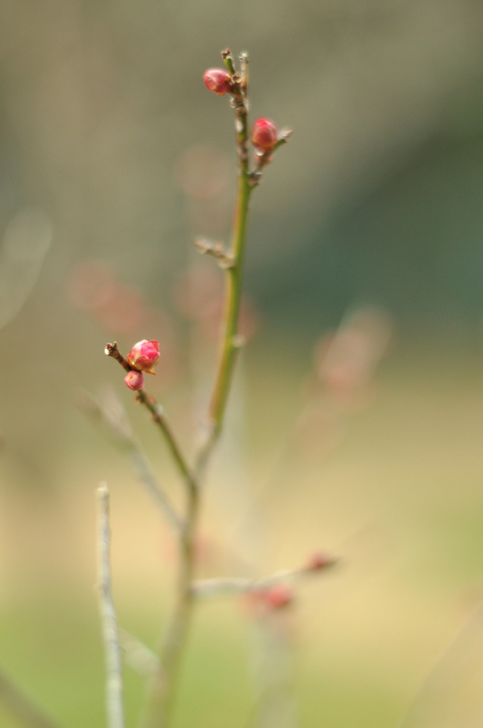 "未開紅”　という名の梅