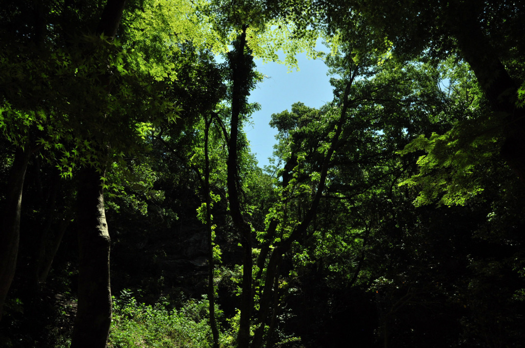 裏山の初夏