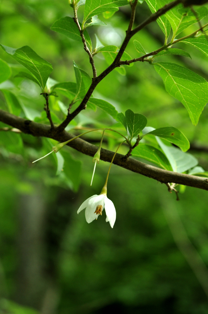 残り花　　エゴノキの花