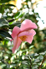 オオミゴロモ（近江衣）という椿花