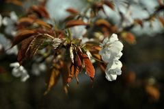 朝日にゝほふ山ざくら花