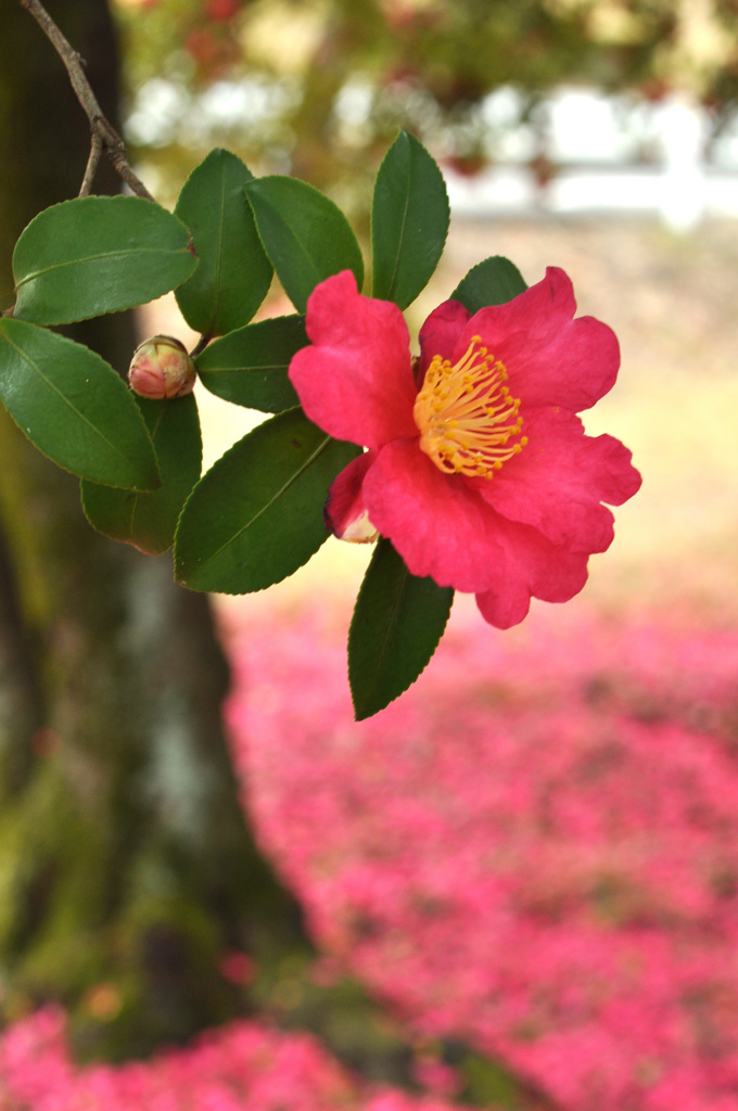 山茶花落花